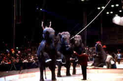 Bobby Gibbs Elephants