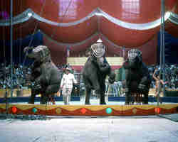 Bobby Gibbs Elephants