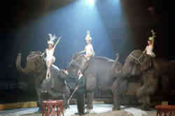 Gibbs Elephants