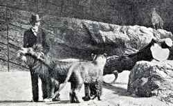 animal importer Carl Hagenbeck