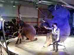 Performing Circus  Elephants