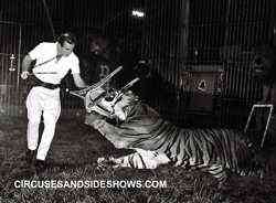 Dave Hoover lions and tigers