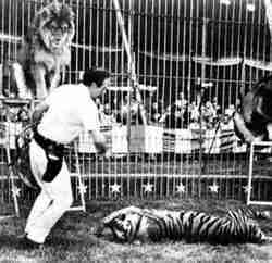 Dave Hoover Cat Act