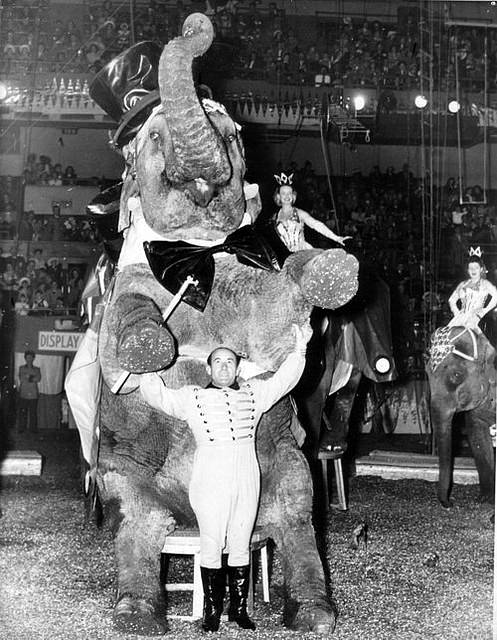 Elephant Trainer Hugo Schmitt