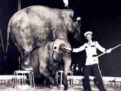 James M. Gole Elephants