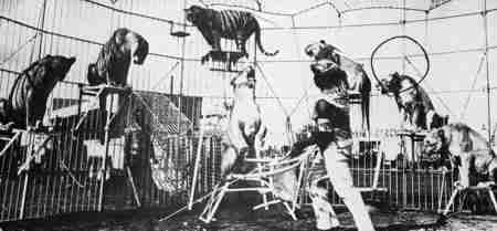 Manuel Junior Rufin circus lion trainer