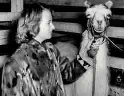 Marth Moore with llama