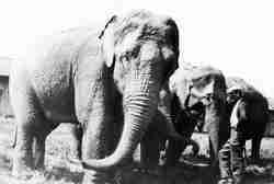 101 Ranch wild west eleohants