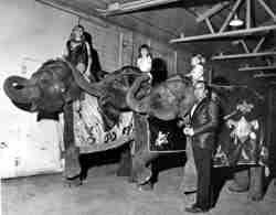 Rex Williams with elephants and family