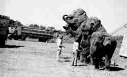 Russell Brothers Circus Elephants