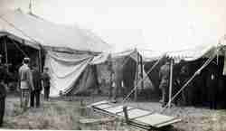 Sig Sautelle elephants